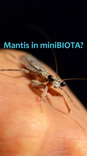 miniBiota | Praying mantises are incredible hunters. I even found one of the cutest species I’ve ever seen, the grizzled mantis. As much as I’d love to... | Instagram