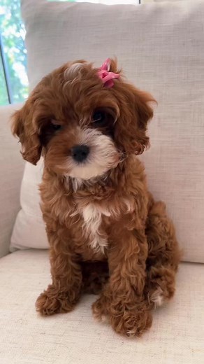 Mom thinks I’m the cutest dog in the whole world 🩷🐾 #cavapoo #cavapoopuppy #cavapoosoftiktok #cavapoos #foryou #foryoupage #cutepuppy #cuteness