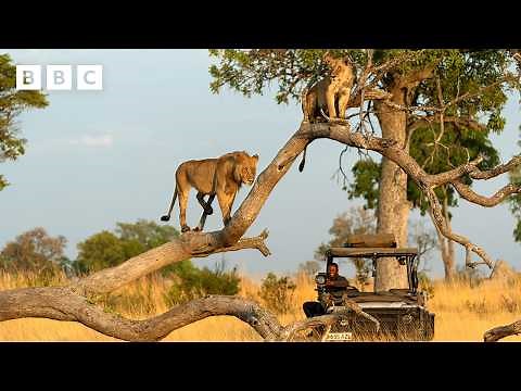 Relax for 12 minutes behind the scenes of Big Cats 24/7 - BBC