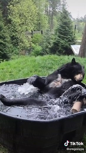 Bear conditioner is on full blast #bears #summervibes | Corn Kid Interview
