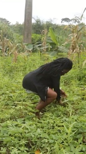 Harvesting Potatoes & Plantains for a Delicious Farm Meal! 🌿🥔🍌#food