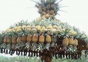 Dream About Fruits: Plucking Ripe Mango in the Dream