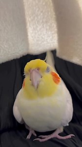 Cu cu cuu cu cu cuk cu🤫🤗 #cocktails #cuki #littlewingstar #parakeetparadise #Cockatiel #CuteCockatiel #TalkingCockatiel #CockatielLover #CockatielLife #CockatielLove #BirdTok #PetBirds #FunnyBird #CuteBird #BirdReels #ViralBird #BirdVideo #BirdLover #PetTok #BirdsOfTikTok #CockatielWorld #CockatielMoment #CockatielVibes #FeatherFriends | Bird Central Station
