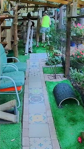 Senior Cat Climber to be with me - Catio😼 #seniorcat #cutecat