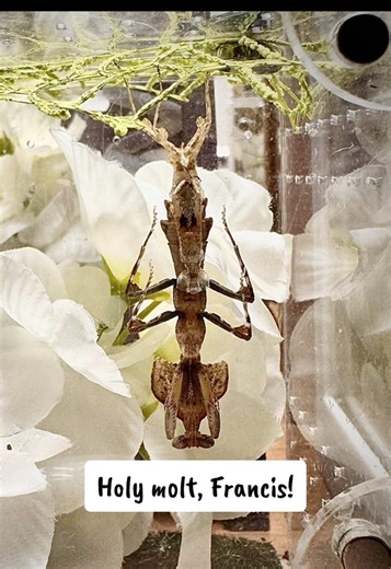 Francis the Mantis Molted: A Surprise Discovery