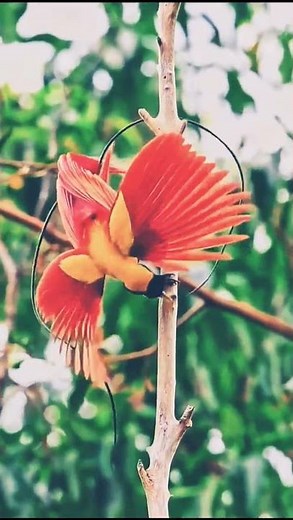 Bird sounds: Learn to identify local birds by their calls #birds #wildanimals #assamtezpur #shorts