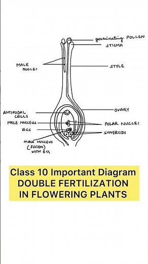 DOUBLE FERTILISATION IN FLOWERING PLANTS I CLASS 10 l BIOLOGY I DIAGRAM REVISION #biology #foryou