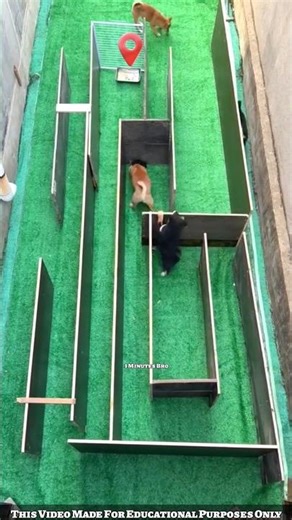 Maze Challenge For 4 Puppies & 1 Secret Route 😜