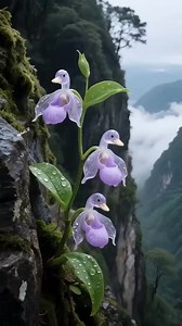 7.7M views · 223K reactions | Beautiful rare flowers | Azhell Rambacod | Facebook