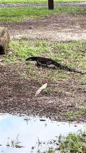 Lace monitor / goanna in the wild Queensland #travel #monitor #lizard #australia #australianwildlife