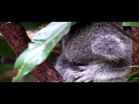 THE EPICNESS OF WILDLIFE (Windows 7 Sample Video) (FIXED)