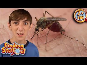 Bugs Are the Secret Heroes of the World! | Insect Heroes | Finding Stuff Out | 9 Story Fun