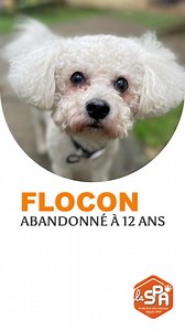 Le petit Flocon vient d’arriver au refuge 🥺 suite au décès de sa propriétaire. C’est un petit loulou tranquille, qui aime se balader et qui apprécie aussi les papouilles 🧡 Il est avenant avec l’humain et sociable avec ses congénères 🐩 Il ne connait pas les chats, un test pourra être fait sur demande au refuge. Flocon est propre en intérieur mais peu habitué à rester seul. Papy Flocon recherche un foyer calme, il pourra vivre avec des enfants 👦🏼 respectueux. Flocon sera adoptable après sa vi