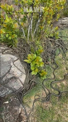 Snake Island: The Deadliest Island on Earth 🐍 #snakeisland