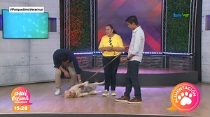 8.8K views · 74 reactions | #Zonacanina | El perro labrador, sus cuidados y caracteristicas de esta raza. | Televisa Veracruz | Facebook