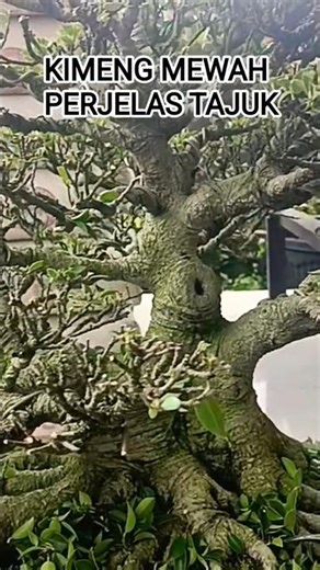 KIMENG KREEEN DG KAKI KOMPLIT, PERJELAS TAJUK@mahkotabonsai#shorts#kimeng#bonsai