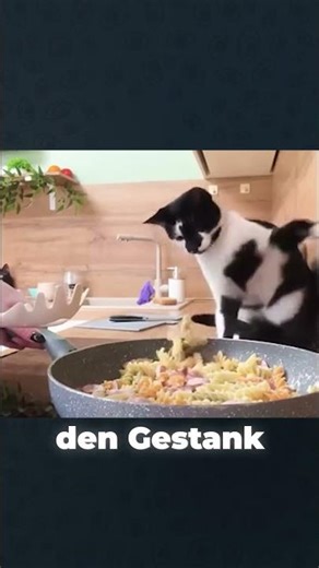 Ich dachte, ich hätte schon alles gesehen… aber diese Katzen