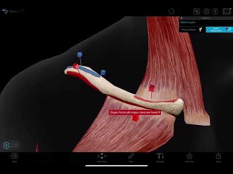 Muscles attached to the clavicle, 3d Anatomy