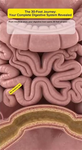 The 30-Foot Journey: Your Complete Digestive System Revealed