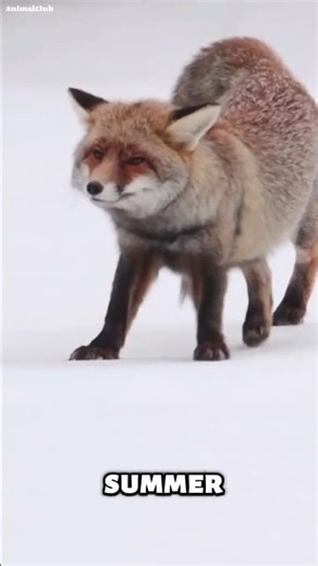 5 Craziest Animal Facts You Won’t Believe 🤯 Funny Wildlife #animalfacts #wildlife #shorts