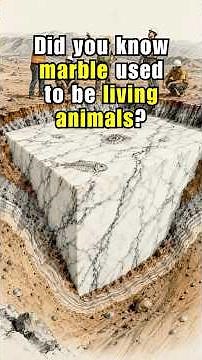 Did You Know Marble Used to Be Living Animals?