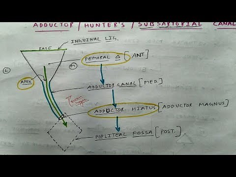 Adductor Canal - 1 | Lower Limb Anatomy | TCML
