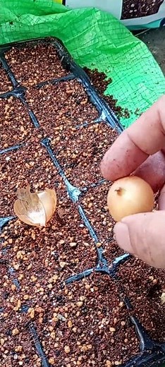 セルトレイを使った、ホーム玉ねぎの育苗