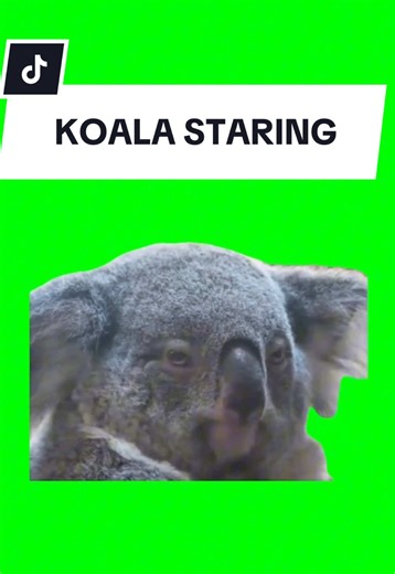 KOALA STARING #meme #greenscreen #fyp #trend #viral