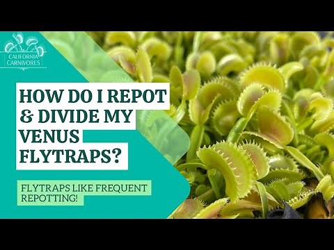 How Do I Repot & Divide Venus Flytraps?