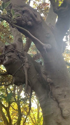 Ent trees in Green Park, Darlinghurst #sydney