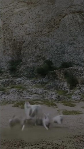 🐇✨ Rabbit Turns Into Little Rabbits! #Rabbit #Transformation #Shorts