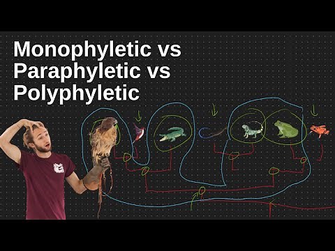 Phylogenetic Groups - Monophyly, Paraphyly, and Polyphyly Explained