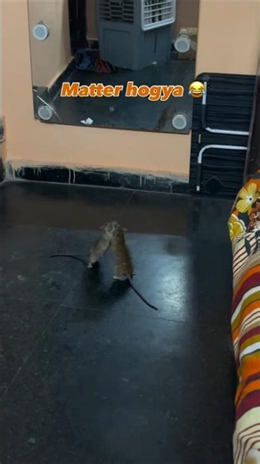 “Rat vs Cat 😱 Who wins?”
