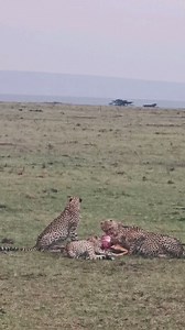 Kweli female #cheetah and cubs feeding on an impala #nowfilming #lalashemaasaimara #luxurysafari To enquire about, or book, a safari at Lalashe Maasai Mara you can email reservations@lalashemara.com Call or WhatsApp 254727111195 or visit the website at www.lalashemara.com . . . . . #cheetahsofinstagram #cheetahlicious #cheetahlover #instacheetah #animalpolis #africanimals #africansafari #kenyansafari #ig_africa #igscwildlife #wildlife_perfection #natgeoyourshot #natureismetal #wildlifeplanet #wi