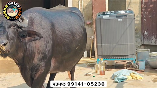 7.9K views · 252 reactions | ਇੱਕ ਮੱਝ ਵਿਕਾਊ ਸੂਣ ਦੇ ਦਿਨ ਪੂਰੇ, ਘਰੇਲੂ ਘਰ ਦੀ। One buffalo for sale.. | Ronak Dairy Farm | Facebook