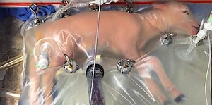 A fascinating new science experiment proves that we can grow babies outside of their mother's womb