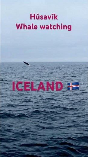 Whale 🫍 watching in Húsavík (ICELAND) #nature #iceland #travel #whale