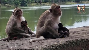 138 reactions | Charming child monkey breastfeeding mom獵 | Monkey Helping | Facebook