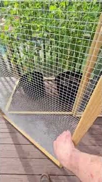 Home Made Tomato Cage #diy #squirrels