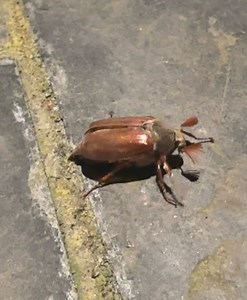 Absynthe Minded on Reels | Facebook