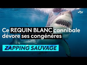 Ce requin blanc cannibale dévore ses congénères - ZAPPING SAUVAGE