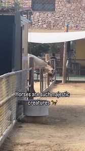 ever seen someone trying to get scratch the itch in an impossible spot? :-) | Roar Wildlife News