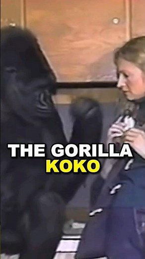 Gorilla Koko Knew Sign Language and Had Pet Kittens 🦍🐱 #koko #animals #facts