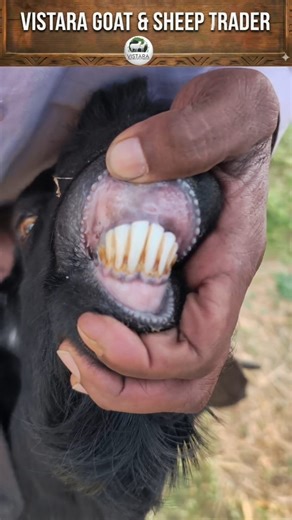 Vistara Goat and Sheep Traders | Goat Age Identification by Teeth Knowing a goat’s age by teeth helps you choose the right animal at the right price. 🦷 Teeth-wise age... | Instagram