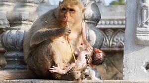 Poor baby newborn baby monkey mom monkey has to bite the umbilical cord and clean the baby | Monkey TV