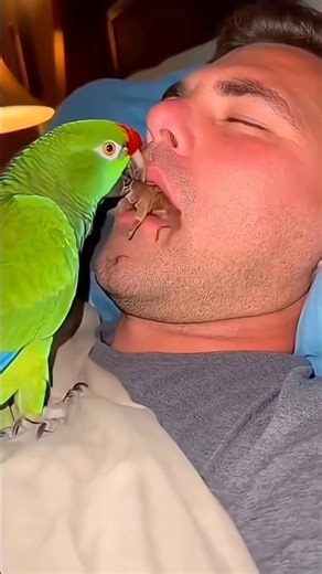 Pet bird feeds owner while sleep.. #memes #highlights #pets