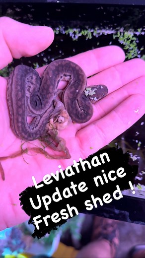 My elephant trunk i have up at @newenglandreptile Leviathan update! Nice fresh shed on this little one 👍🙌. This species is so awesome can’t wait to see what the future holds. . Snake- elephant trunk snake (Acrochordus javanicus) . #elephanttrunksnake #elephant #elephanttrunk #acrochordusjavanicus #snakesofinstagram #trending #foryou #reels #cool #rare #relaxing #reptiles #snakes #venomlife #addicted #rep #reptiles | John Ritchie