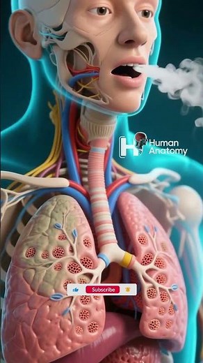 How Breathing Works: 3D Respiratory System Animation 🌬️