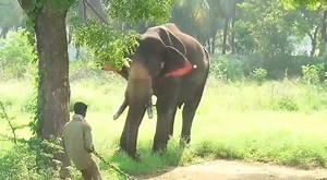 2K views · 35 reactions | The Forest Department of Tamil Nadu brings...