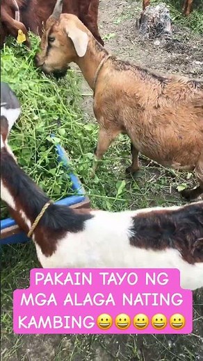 GOAT FARMING IN THE PHILIPPINES ||PAKAIN TAYO NG KAMBING